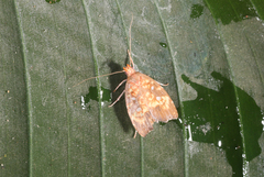 Coptotelia perseaphaga