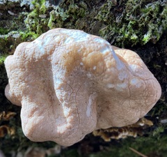 Trichoderma peltatum