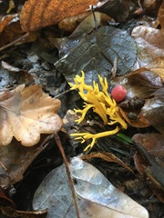 Clavulinopsis corniculata