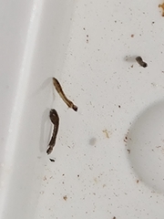 Austrosimulium