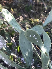 Opuntia stricta