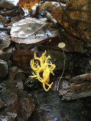 Clavulinopsis corniculata