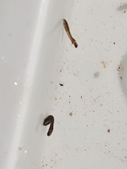 Austrosimulium