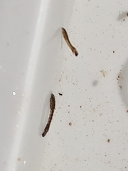 Austrosimulium