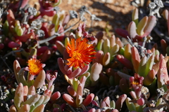 Malephora purpureocrocea