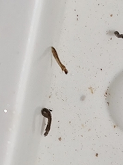 Austrosimulium