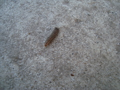 Astylini