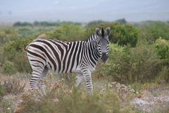 Equus quagga