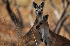 Osphranter antilopinus