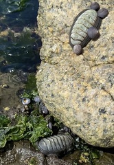 Chiton magnificus