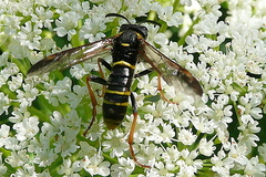 Tenthredo vespa