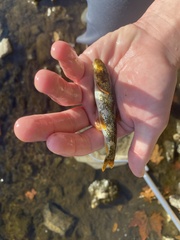 Hypentelium nigricans