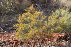 Jacksonia ramosissima