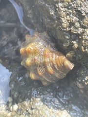 Stramonita biserialis