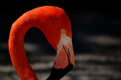 Phoenicopterus ruber