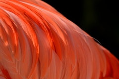 Phoenicopterus ruber