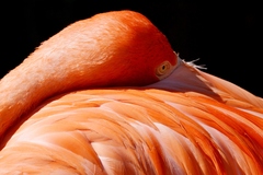 Phoenicopterus ruber