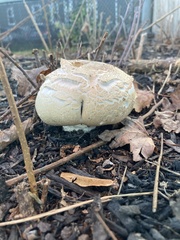 Lactifluus deceptivus