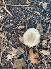 Lactifluus deceptivus