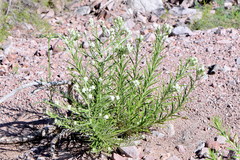 Pseudognaphalium leucocephalum