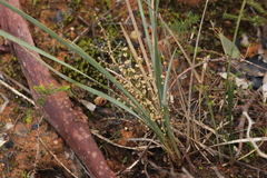 Lomandra multiflora dura