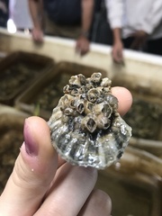 Amphibalanus improvisus