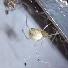 Enoplognatha ovata