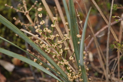 Lomandra multiflora dura