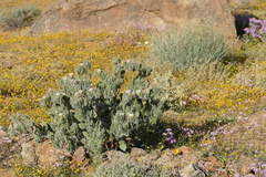 Codon royenii