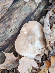 Pluteus hongoi