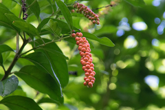 Citharexylum caudatum