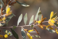Acacia stipuligera