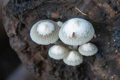 Favolaschia manipularis