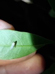 Saccharodite chrysonoe