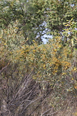 Acacia stipuligera