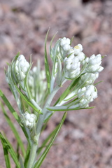 Pseudognaphalium leucocephalum