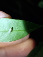 Saccharodite chrysonoe