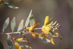 Acacia stipuligera