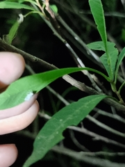 Saccharodite chrysonoe