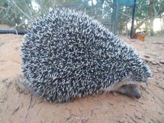 Atelerix algirus
