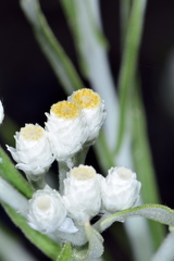 Pseudognaphalium leucocephalum