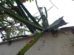 Acanthocereus tetragonus