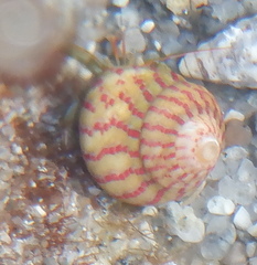 Steromphala divaricata