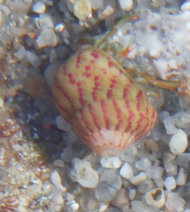 Steromphala divaricata