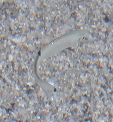 Trachinotus ovatus
