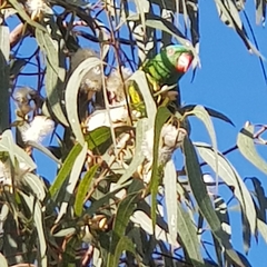 Trichoglossus chlorolepidotus