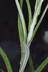 Pseudognaphalium leucocephalum