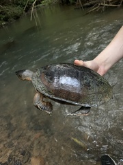 Rhinoclemmys funerea