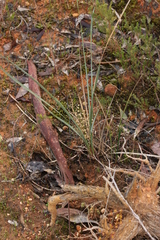 Lomandra multiflora dura