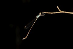 Indolestes tenuissimus